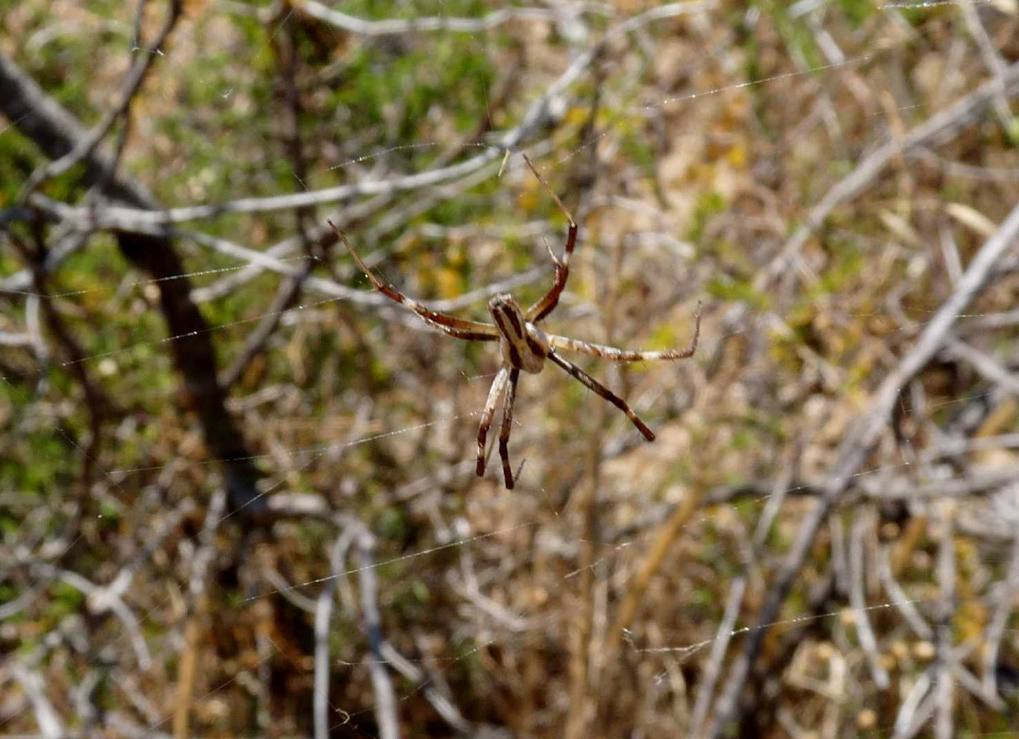 Il paradiso delll''Argiope